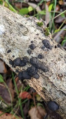 Annulohypoxylon truncatum