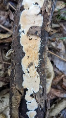 Steccherinum nitidum