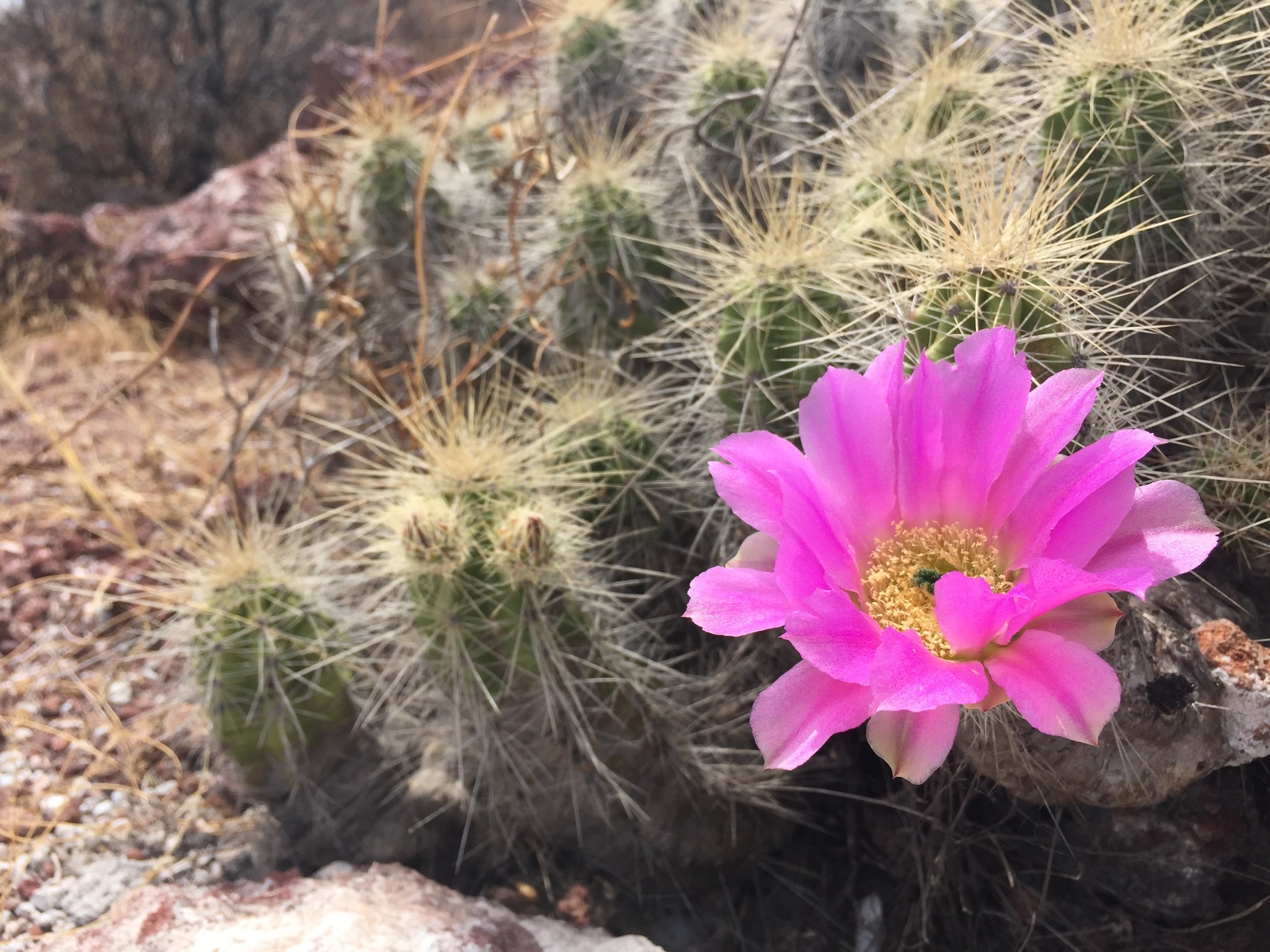 Echinocereus cinerascens ssp. cinerascens