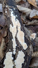 Steccherinum nitidum