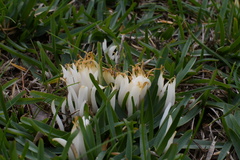 Clavaria fragilis