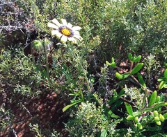 Osteospermum scariosum