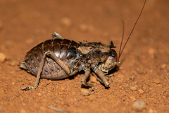 Enyaliopsis