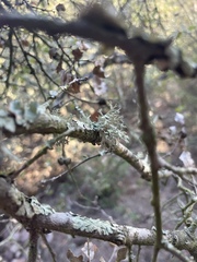 Evernia