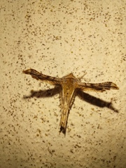 Apochima flabellaria