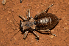 Enyaliopsis