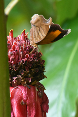 Historis odius odius