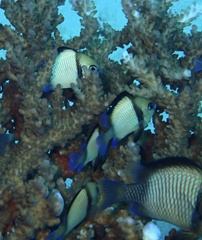 Dascyllus reticulatus