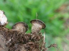 Cyathus olla