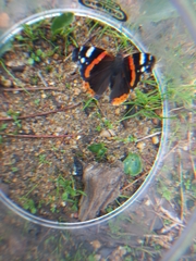 Vanessa atalanta atalanta