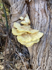 Laetiporus