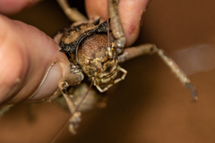 Enyaliopsis