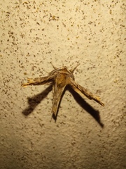 Apochima flabellaria