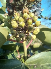 Formica cinerea