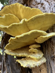 Laetiporus