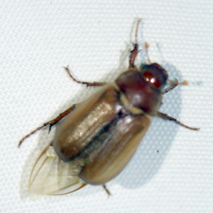 Amphimallon solstitiale