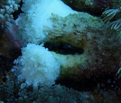 Fimbriaphyllia paradivisa