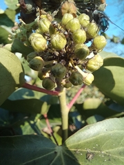 Formica cinerea