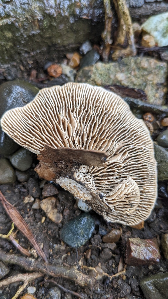 Trametes betulina · November 2022 · photo: © atsushi_nakajima_cirque (iNaturalist, cc-by)