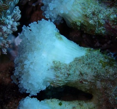 Fimbriaphyllia paradivisa