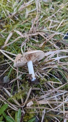 Hebeloma sacchariolens