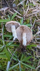 Hebeloma sacchariolens