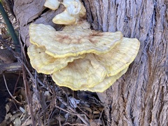 Laetiporus