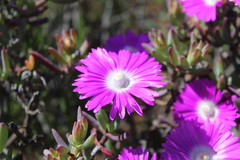 Lampranthus haworthii