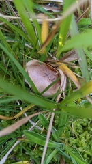 Hebeloma sacchariolens