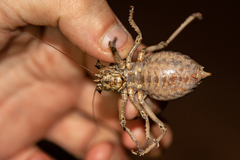 Enyaliopsis