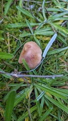 Hebeloma sacchariolens