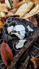 Trametes versicolor