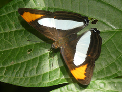 Adelpha coryneta