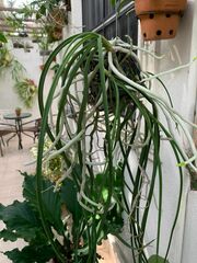 Seidenfadenia