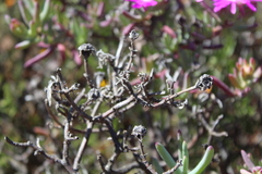 Lampranthus haworthii
