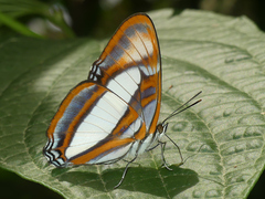 Adelpha coryneta