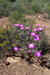 Lampranthus haworthii