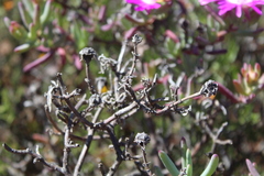 Lampranthus haworthii