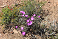Lampranthus haworthii
