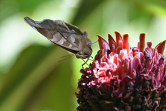 Historis odius odius