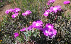 Lampranthus haworthii