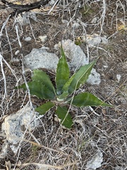 Agave salmiana