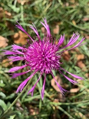 Centaurea scabiosa