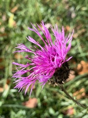 Centaurea scabiosa