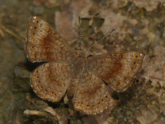 Calephelis aymaran