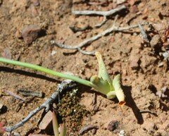 Ornithogalum dubium