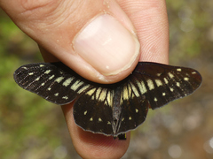 Catasticta colla punctata