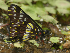 Catasticta colla punctata