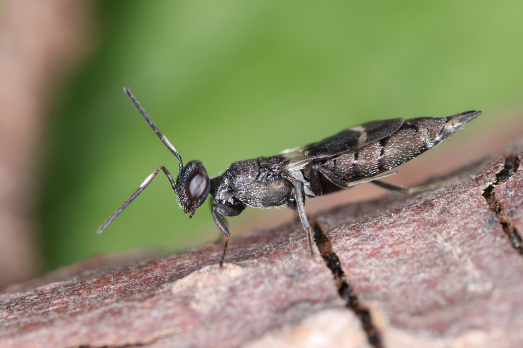 Pentacladia elegans