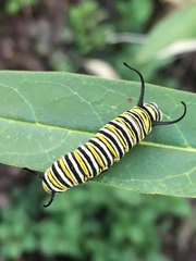 Danaus plexippus